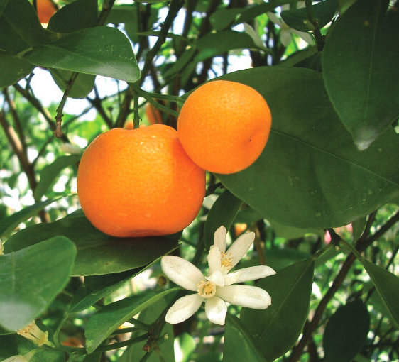 oranžna mandarina